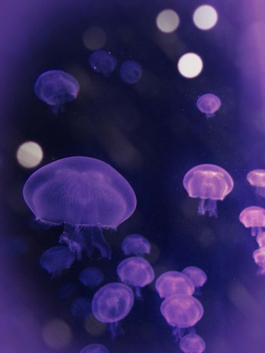 jellyfish bokeh photography of purple jellyfish invertebrate